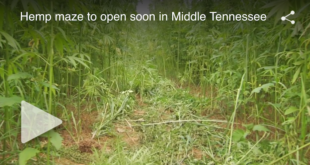 Life-size hemp maze to open soon in Middle Tennessee